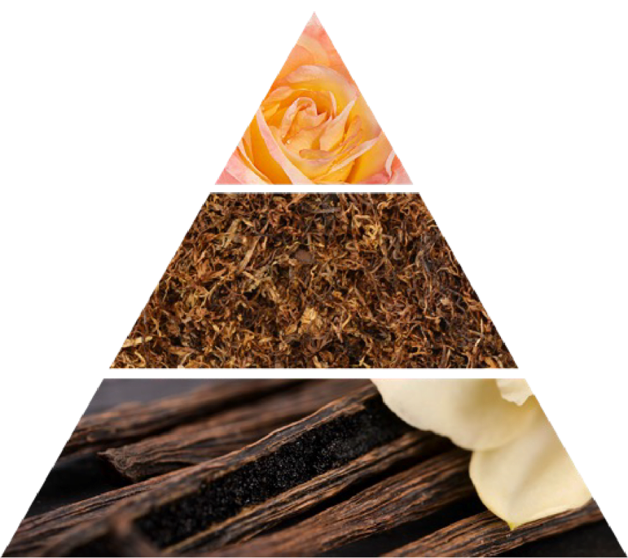 rosa tabacco piramide